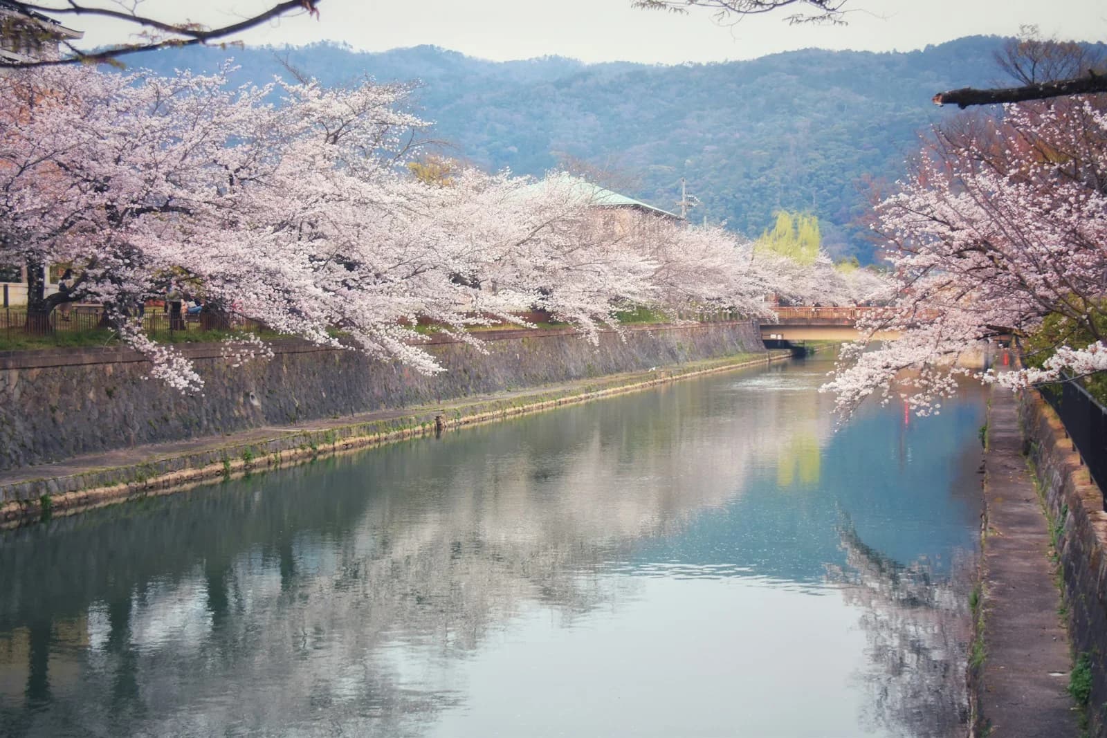 Cherry blossoms along a canal in Kyoto