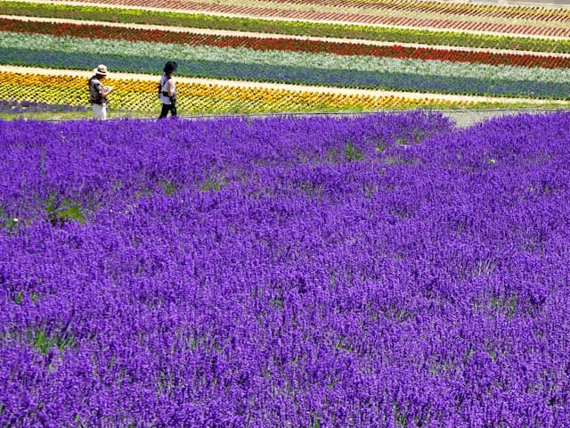 Lavender fields in Furano, Hokkaido