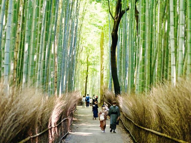 Arashiyama bamboo grove path in Kyoto