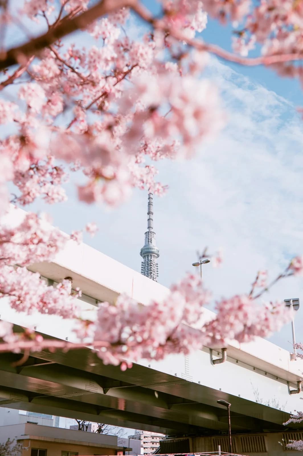 Cherry blossoms framing Tokyo Skytree