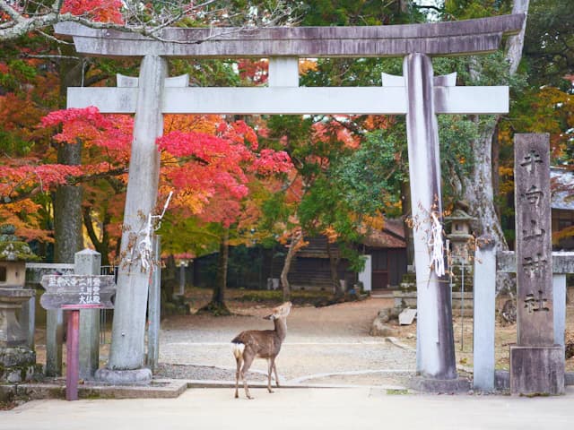 Deer roaming freely at Nara Park