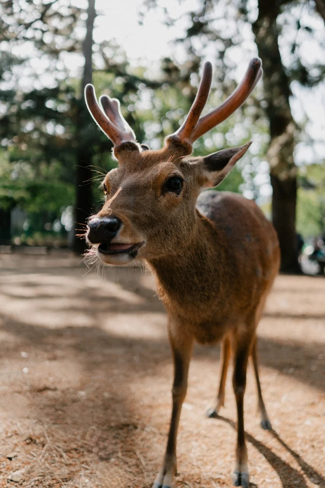 Deer at Nara Park, Japan